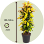 Voir la diapositive 2 : PLANT IN A BOX Croton - Codiaeum variegatum 'Mrs. Iceton' - Hauteur 140-150cm - ⌀31cm