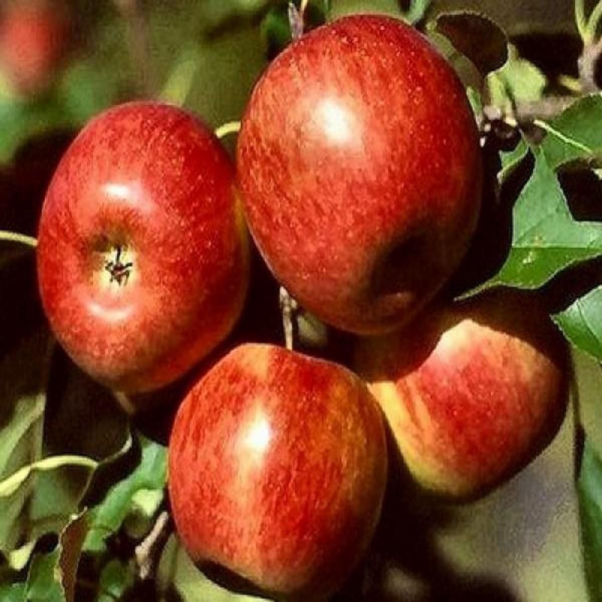 Pommier reine des reinettes