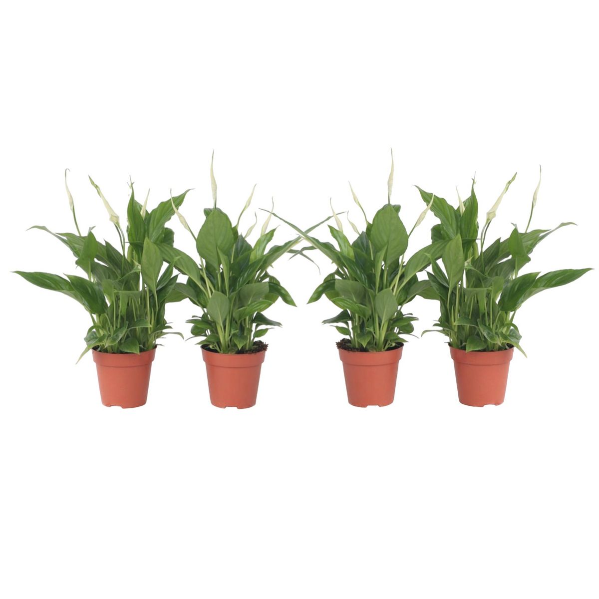 PLANT IN A BOX Fleur de lune - Set de 4 - Spathiphyllum 'Torelli' - Hauteur 30-45cm - ⌀12cm