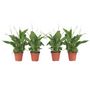 Voir la diapositive 1 : PLANT IN A BOX Fleur de lune - Set de 4 - Spathiphyllum 'Torelli' - Hauteur 30-45cm - ⌀12cm