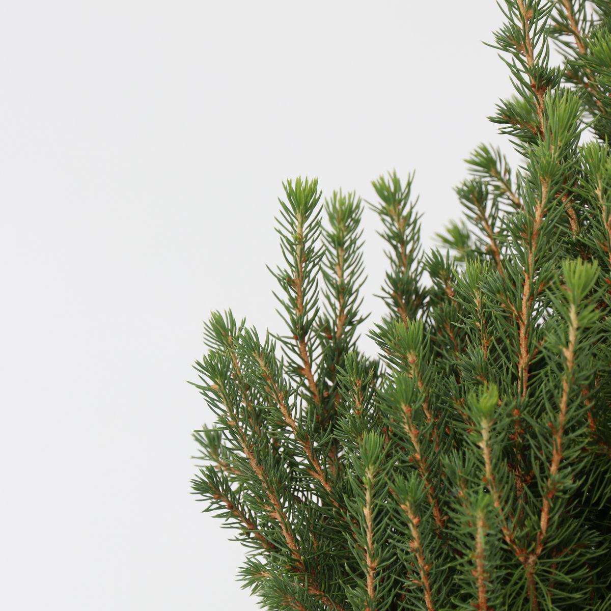 PLANT IN A BOX Épinette blanche - Picea glauca conica 'December' - Hauteur 55cm - ⌀21cm