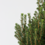 Voir la diapositive 3 : PLANT IN A BOX Épinette blanche - Picea glauca conica 'December' - Hauteur 55cm - ⌀21cm