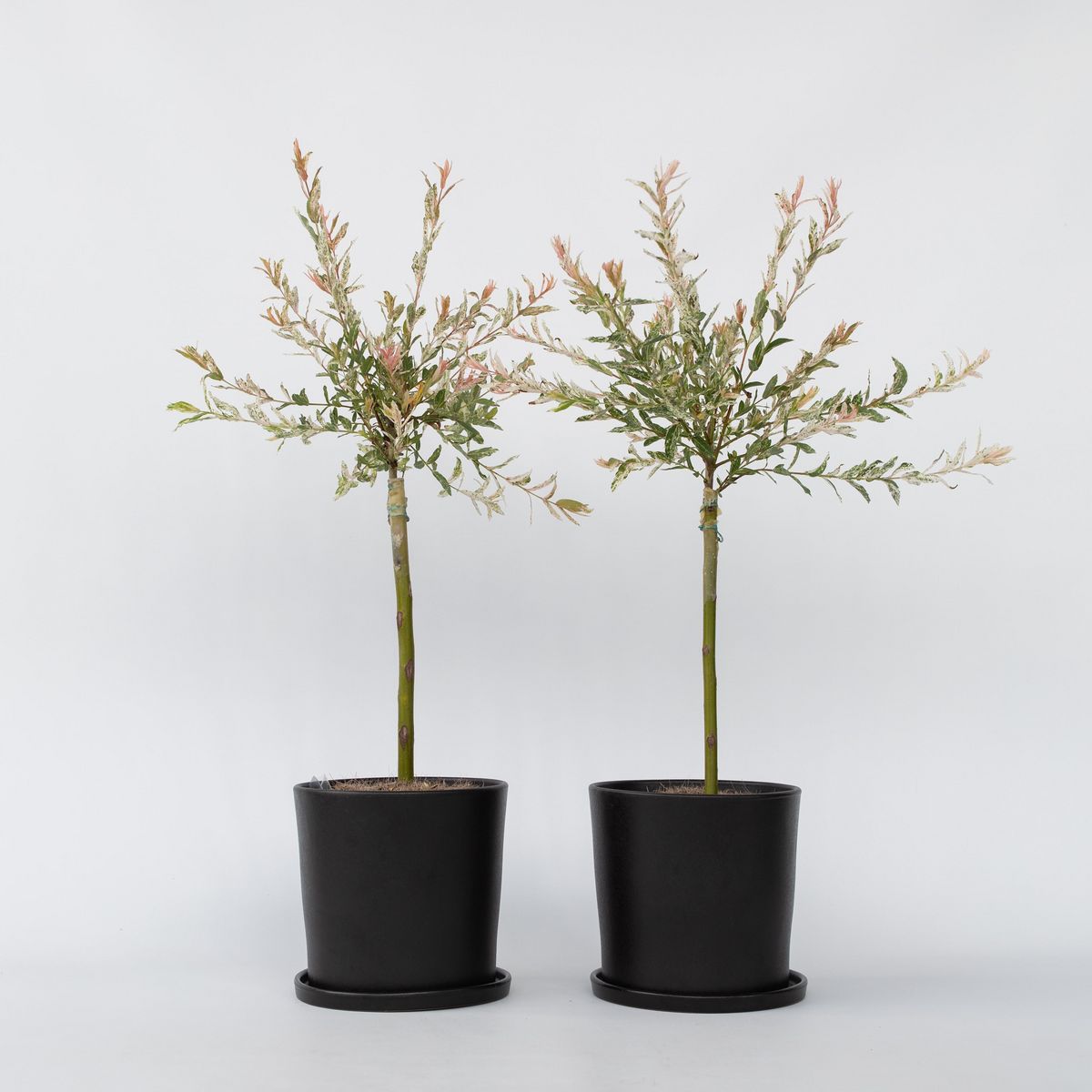 PLANT IN A BOX Saule crevette - Set de 2 - Salix integra 'Flamingo' - Hauteur 60-80cm - ⌀17cm