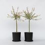 Voir la diapositive 6 : PLANT IN A BOX Saule crevette - Set de 2 - Salix integra 'Flamingo' - Hauteur 60-80cm - ⌀17cm