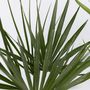 Voir la diapositive 3 : PLANT IN A BOX Mélange de palmiers d'extérieur - Set de 6 - Hauteur 50-70cm - ⌀15cm