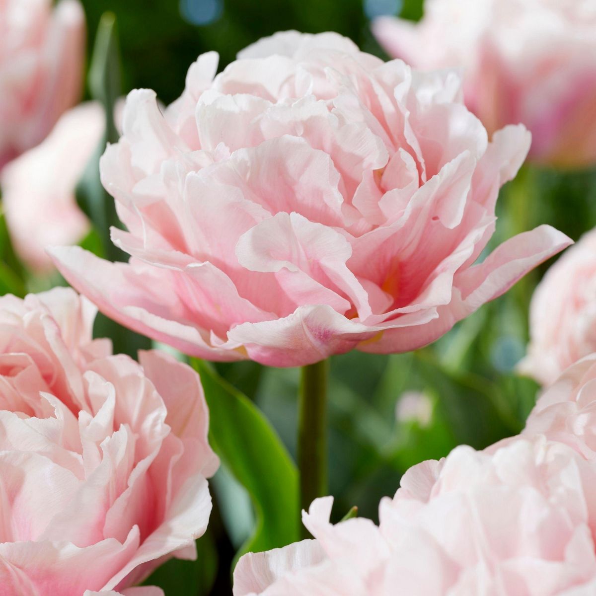 PLANT IN A BOX Tulipe - Set de 15 - Tulipa 'Dreamer' - Bulbes à fleurs - Rose