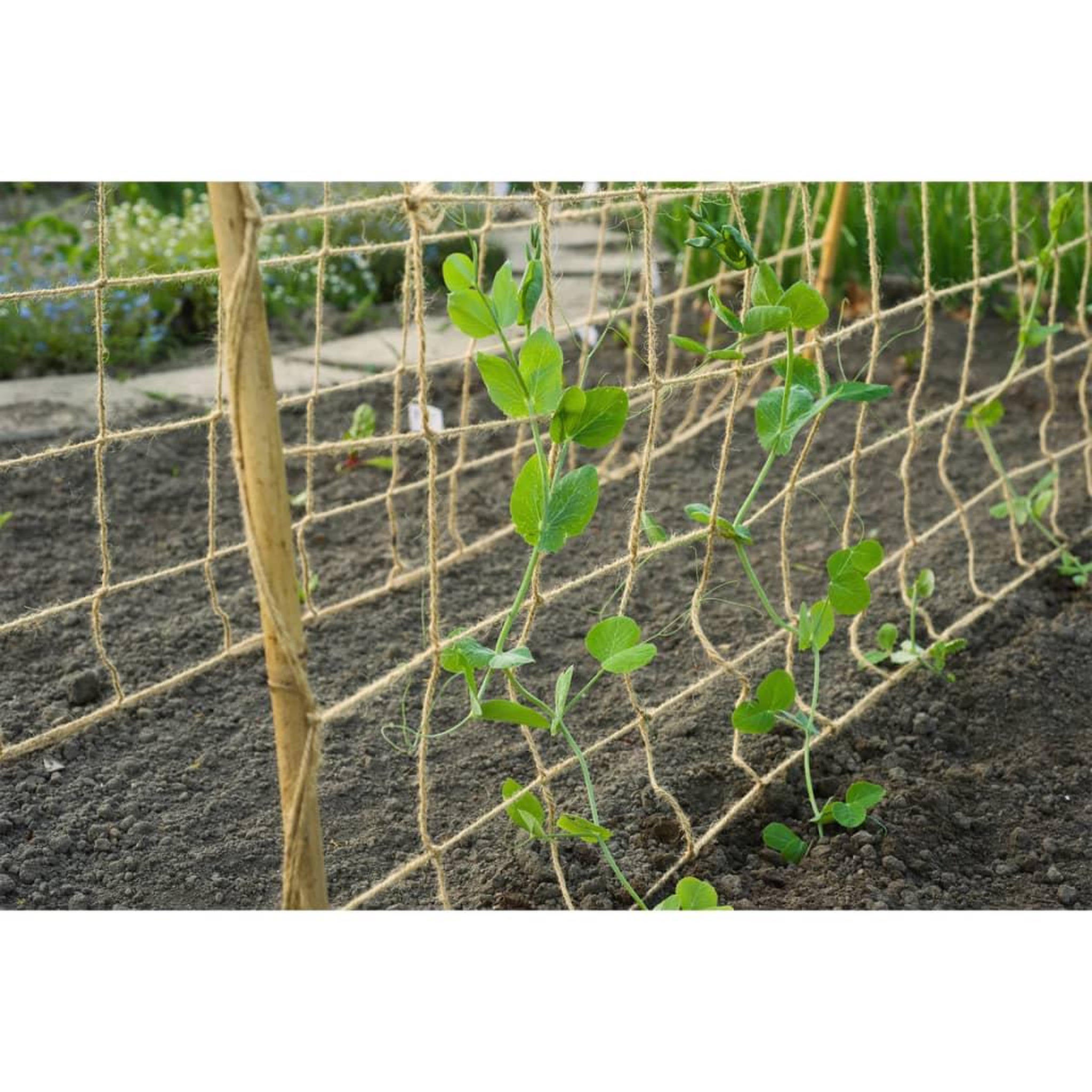 Voir la diapositive 4 : NATURE Nature Filet pour plantes grimpantes en jute 1x3 m naturel