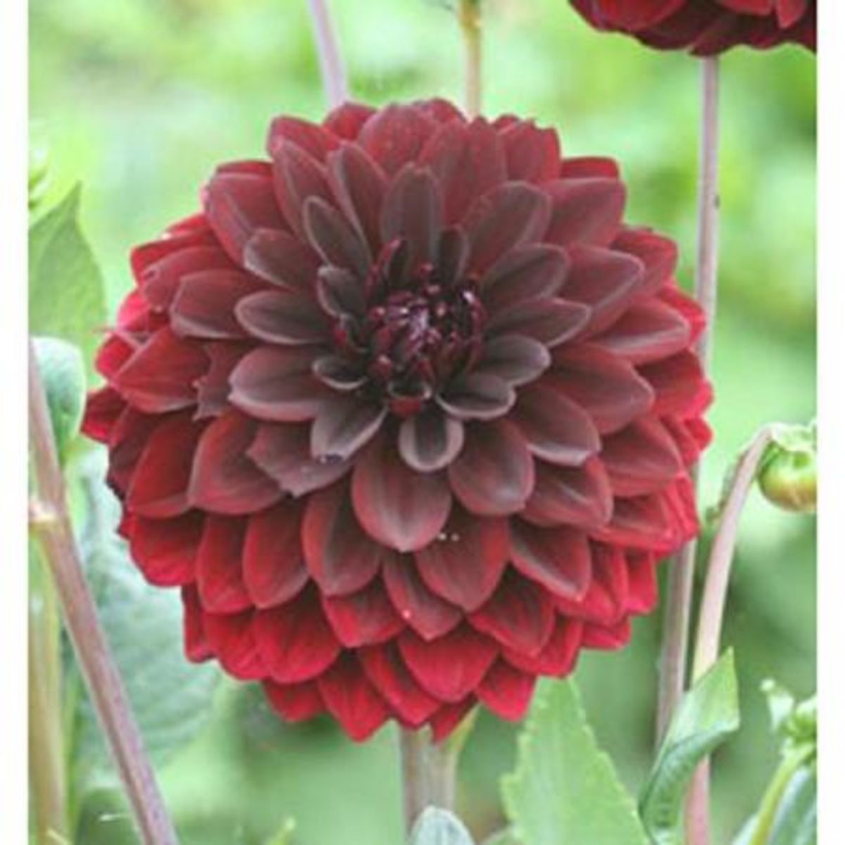 AUCHAN Dahlia décoratif