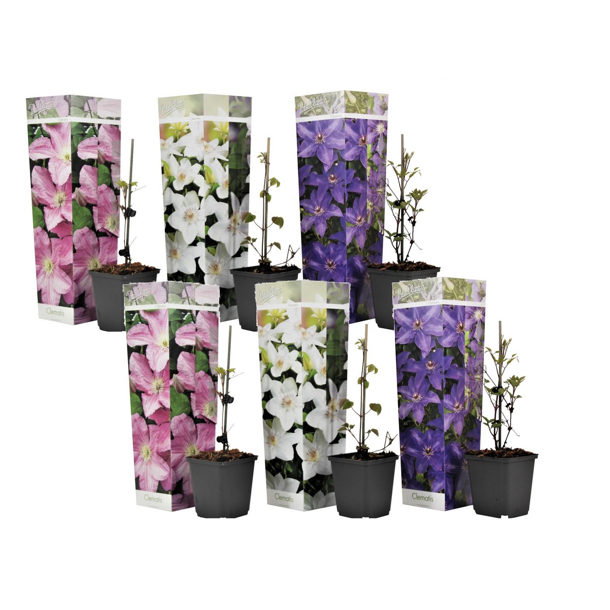 PLANT IN A BOX Clématite - Set de 6 - Clematis hybrid - Hauteur 25-40cm - ⌀9cm