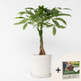 Voir la diapositive 6 : PLANT IN A BOX Arbre à argent - Pachira aquatica - Hauteur 60-70cm - ⌀17cm