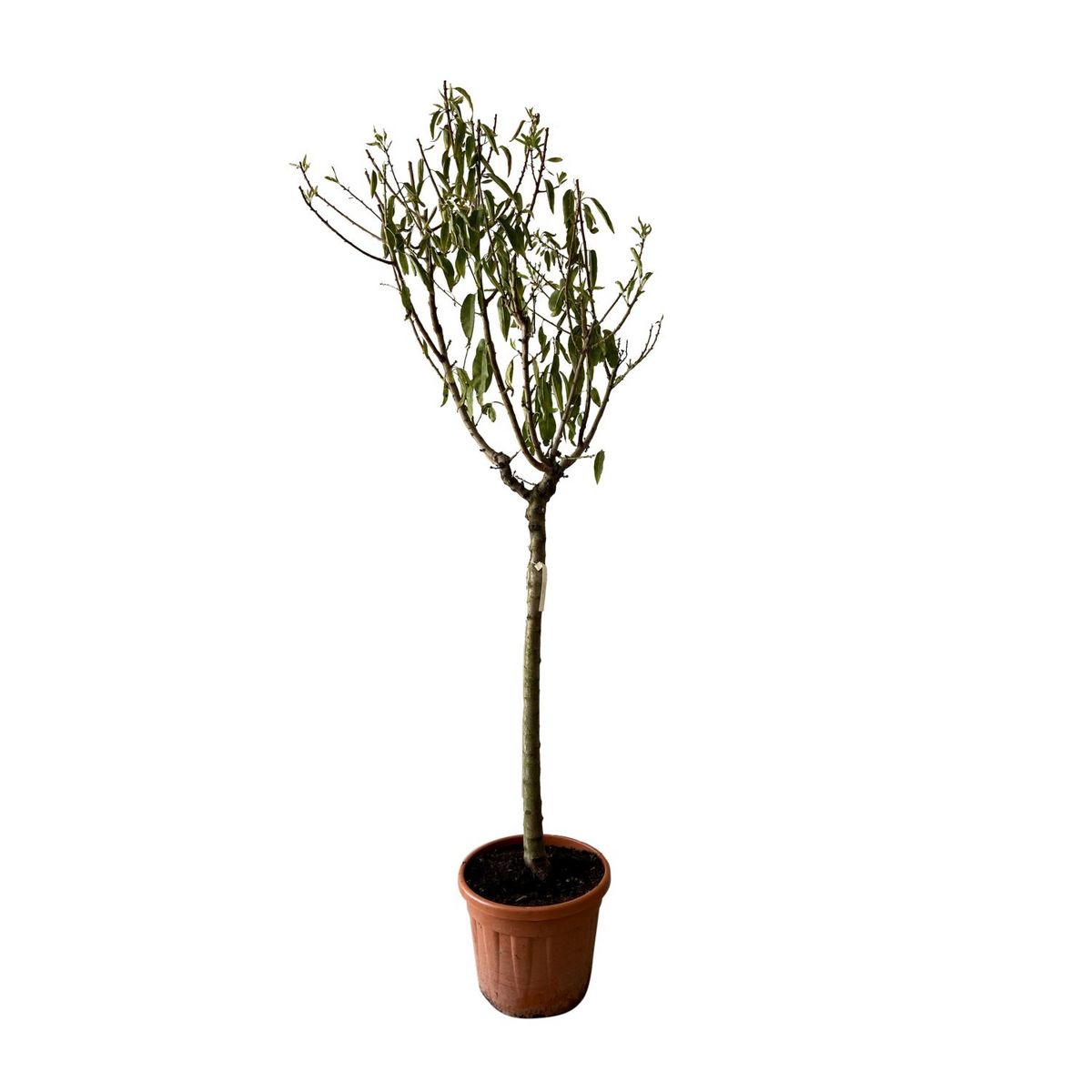 Amandier ferragnes - prunus amygdalus ferragnes