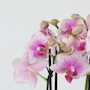 Voir la diapositive 3 : PLANT IN A BOX Orchidée Phalaenopsis - x3 - Phalaenopsis Multiflora - Hauteur 35-45cm - ⌀12cm