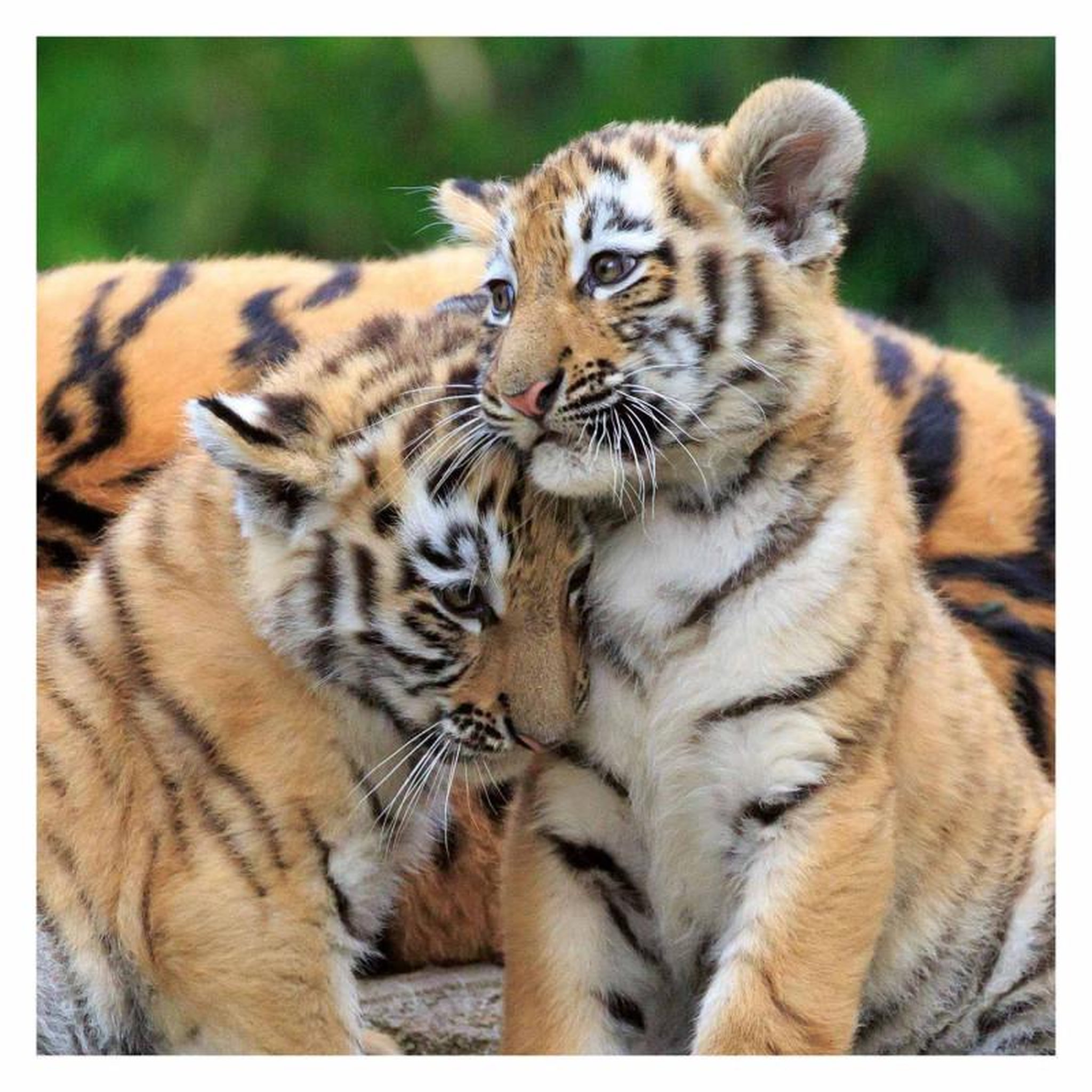 Voir la diapositive 4 : RAVENSBURGER Ravensburger Puzzle Panda, Tiger and Lion, 3x49st. 56668