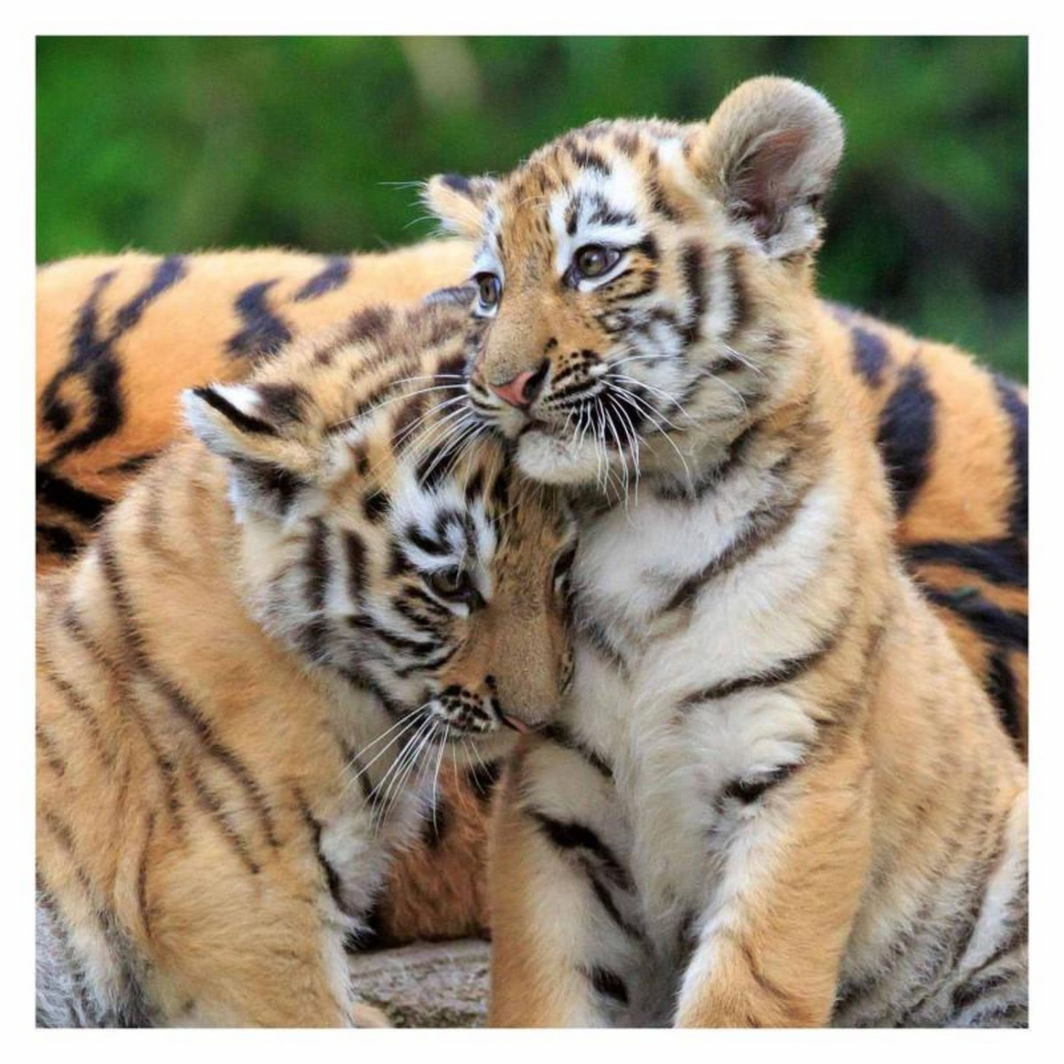 RAVENSBURGER Ravensburger Puzzle Panda, Tiger and Lion, 3x49st. 56668