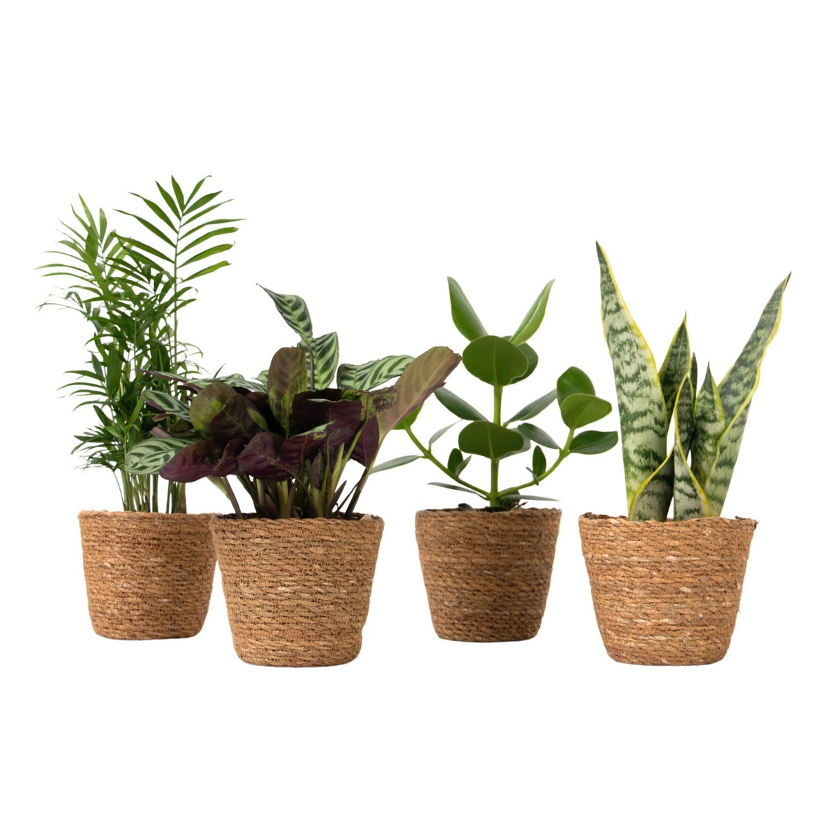 PLANT IN A BOX Plantes d'intérieur faciles - Lot de 4 avec panier - Hauteur 25-40cm - ⌀12cm