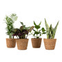 Voir la diapositive 1 : PLANT IN A BOX Plantes d'intérieur faciles - Lot de 4 avec panier - Hauteur 25-40cm - ⌀12cm