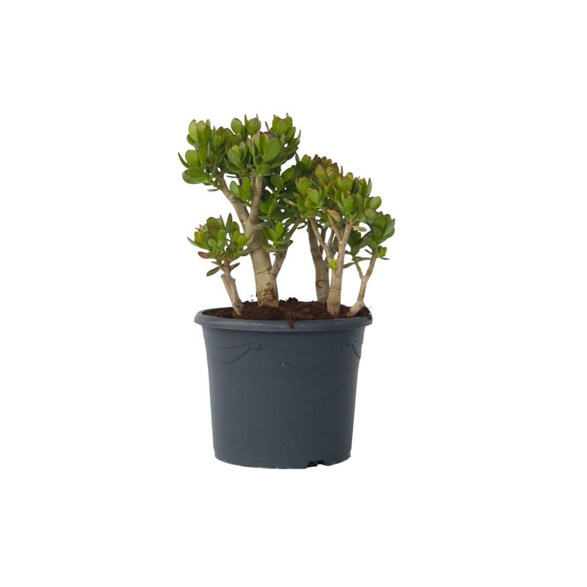 PLANT IN A BOX Arbre de jade - Crassula ovata 'Minor' - Hauteur 60-65cm - ⌀30cm