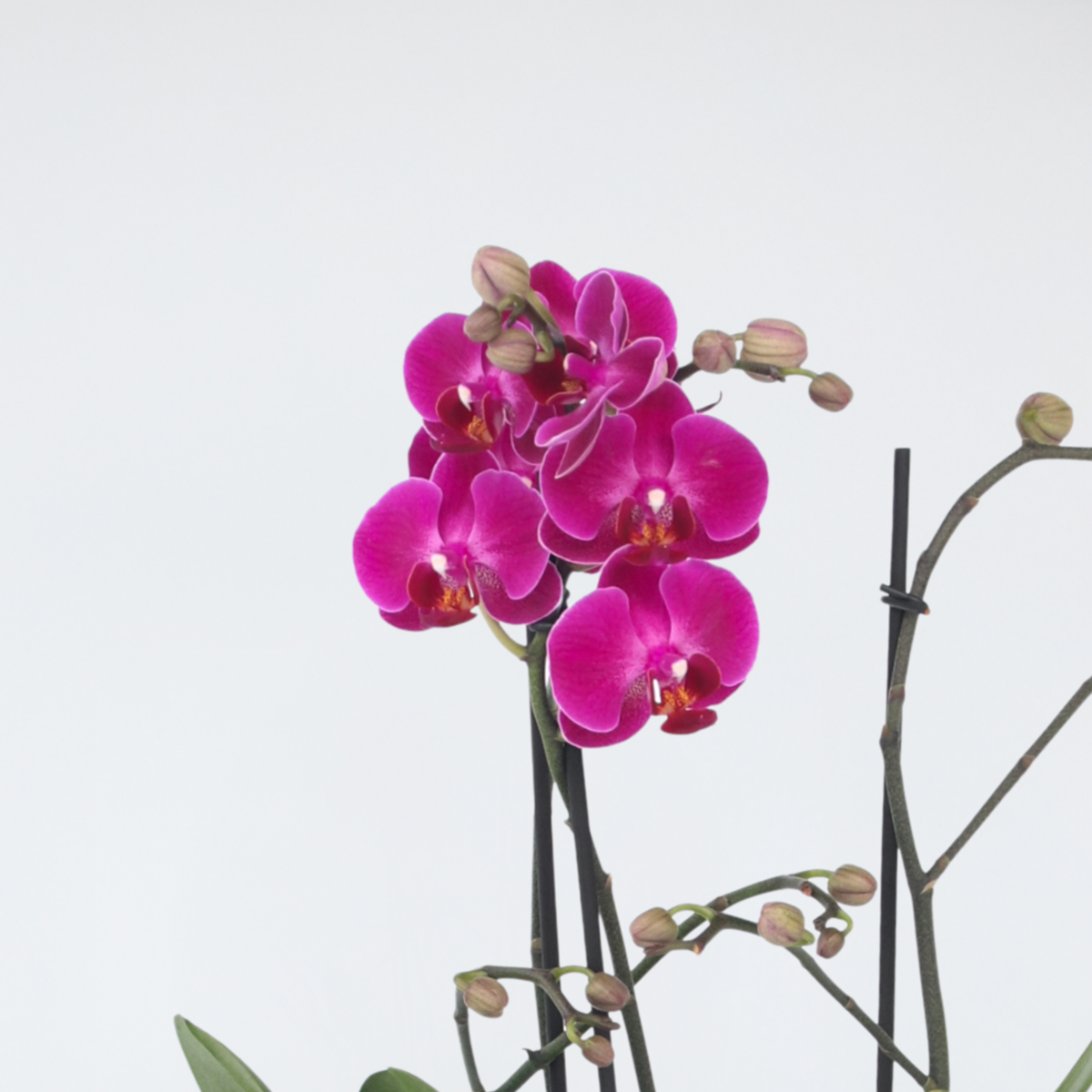 PLANT IN A BOX Orchidée papillon - Phalaenopsis Multiflora - Hauteur 35-45cm - ⌀12cm