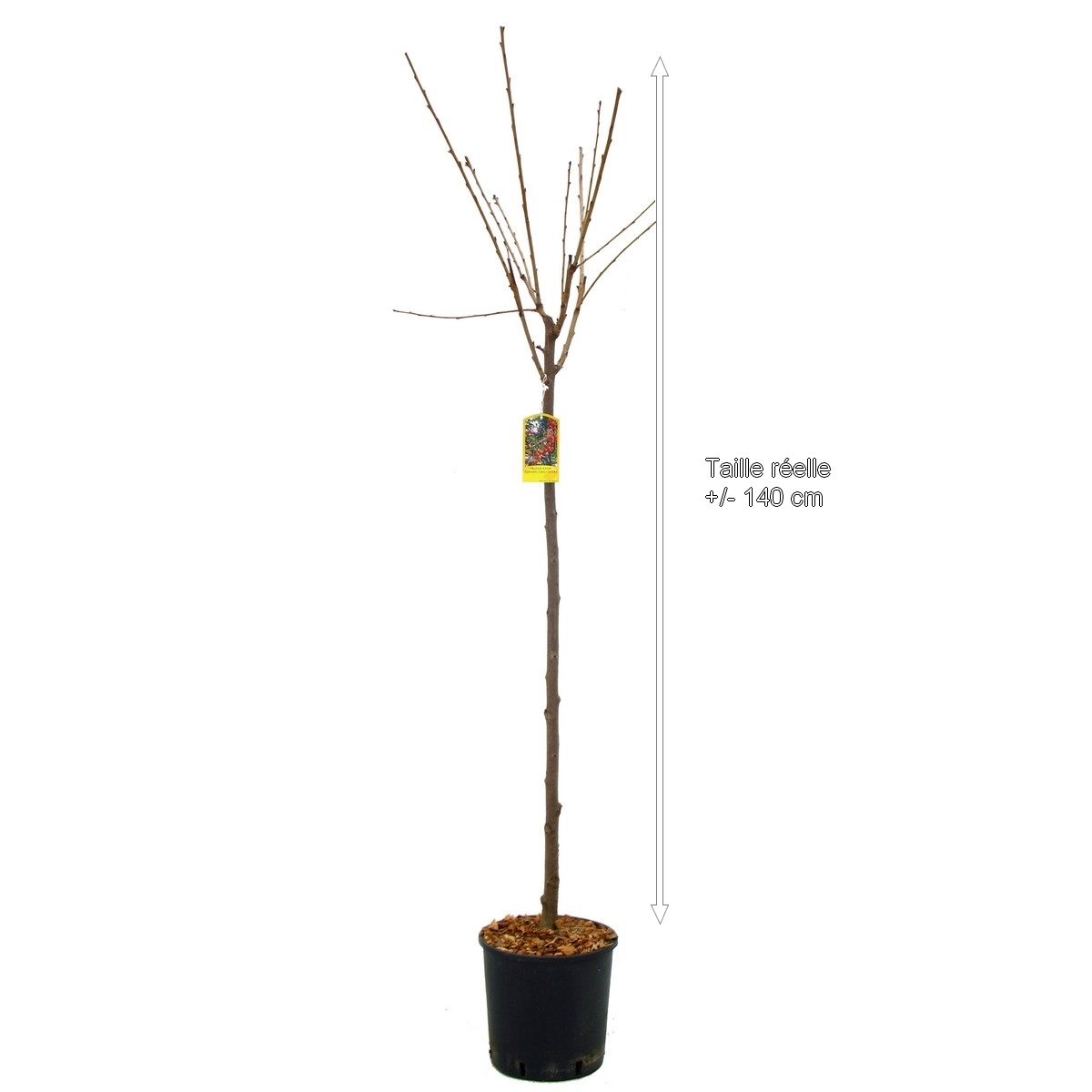 Cerisier Early River