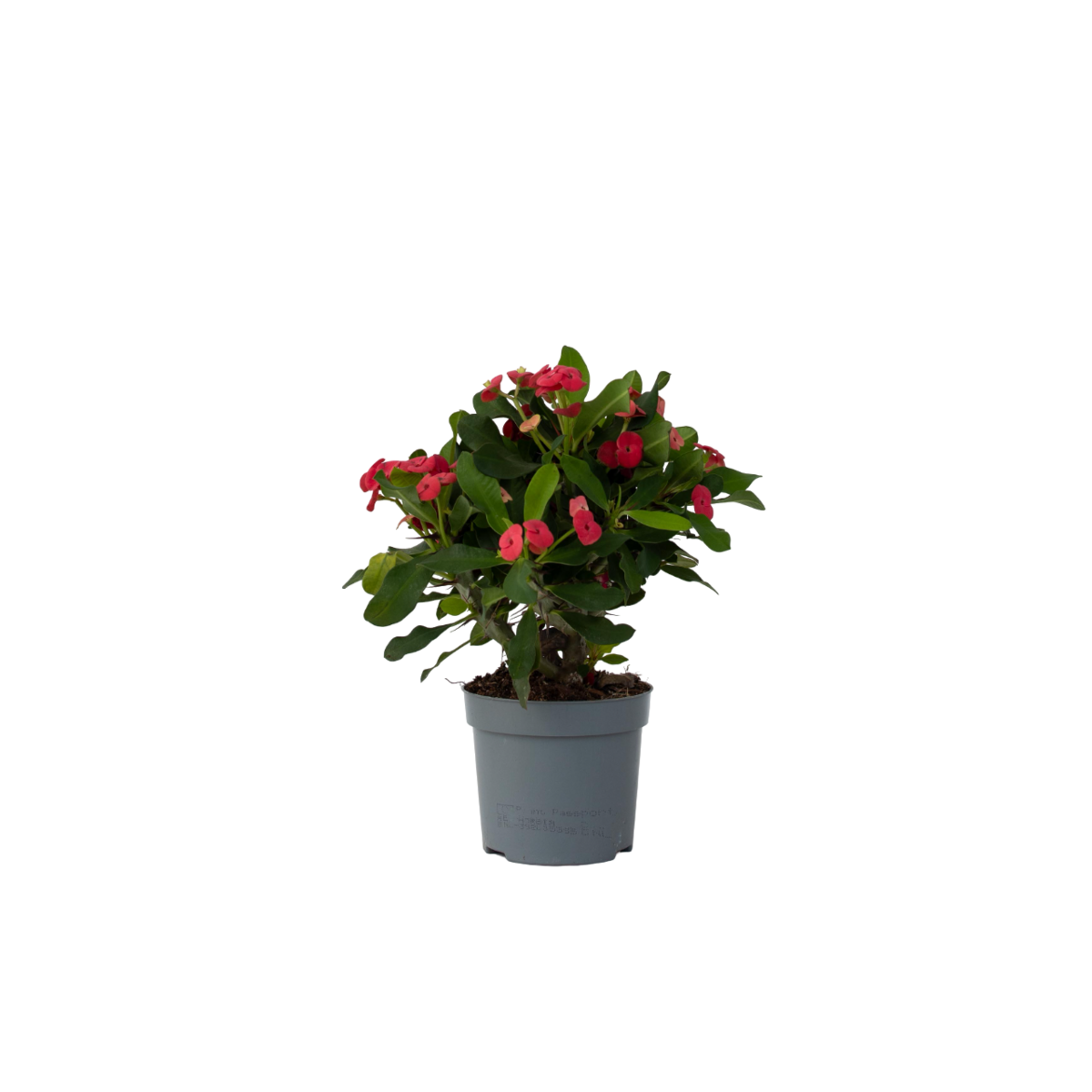 PLANT IN A BOX Euphorbe de Madagascar - Euphorbia 'Milii' - Hauteur 25-35cm - ⌀13cm