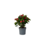 Voir la diapositive 1 : PLANT IN A BOX Euphorbe de Madagascar - Euphorbia 'Milii' - Hauteur 25-35cm - ⌀13cm