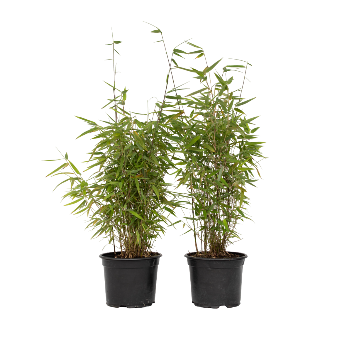 PLANT IN A BOX Bambou non-traçant - Set de 4 - Fargesia nitida 'Red Dragon' - H60-80cm - ⌀17cm