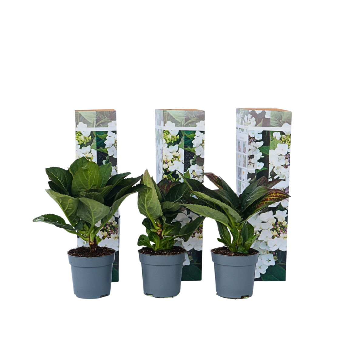 PLANT IN A BOX Hortensia - Set de 6 - Hydrangea macrophylla teller 'Benxi' - H25-40cm - ⌀9cm