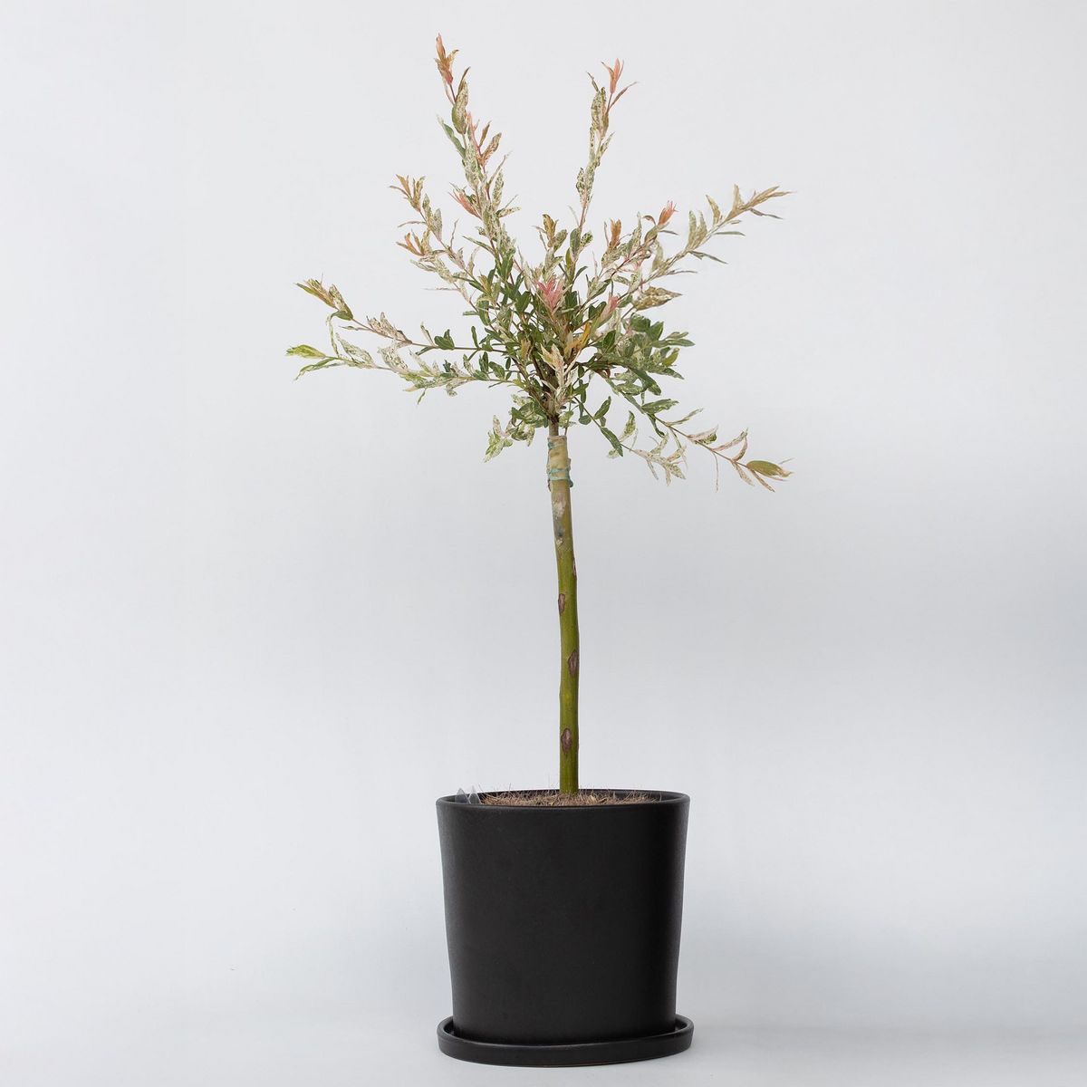 PLANT IN A BOX Saule crevette - Salix integra 'Flamingo' - Hauteur 60-80cm - Pot 17cm