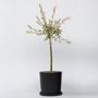 Voir la diapositive 6 : PLANT IN A BOX Saule crevette - Salix integra 'Flamingo' - Hauteur 60-80cm - Pot 17cm
