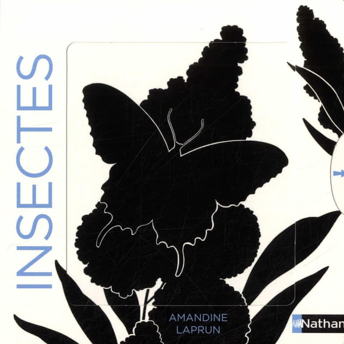 INSECTES, Laprun Amandine