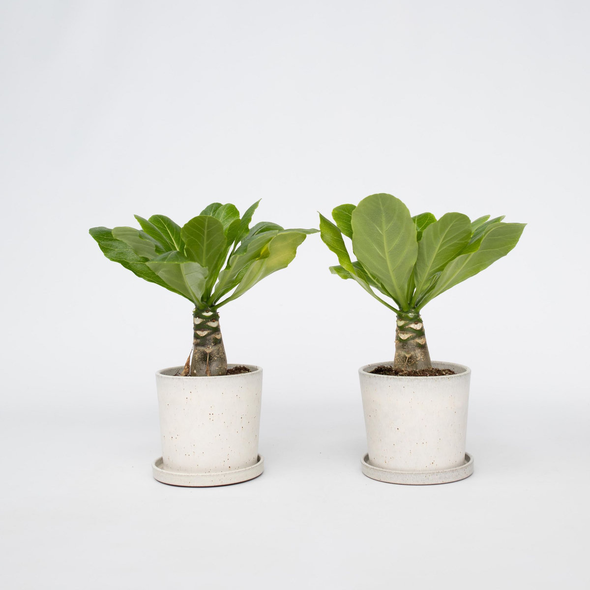 PLANT IN A BOX Palmier hawaïen - Set de 2 - Brighamia 'Insignis' - Hauteur 25-35cm - ⌀12cm