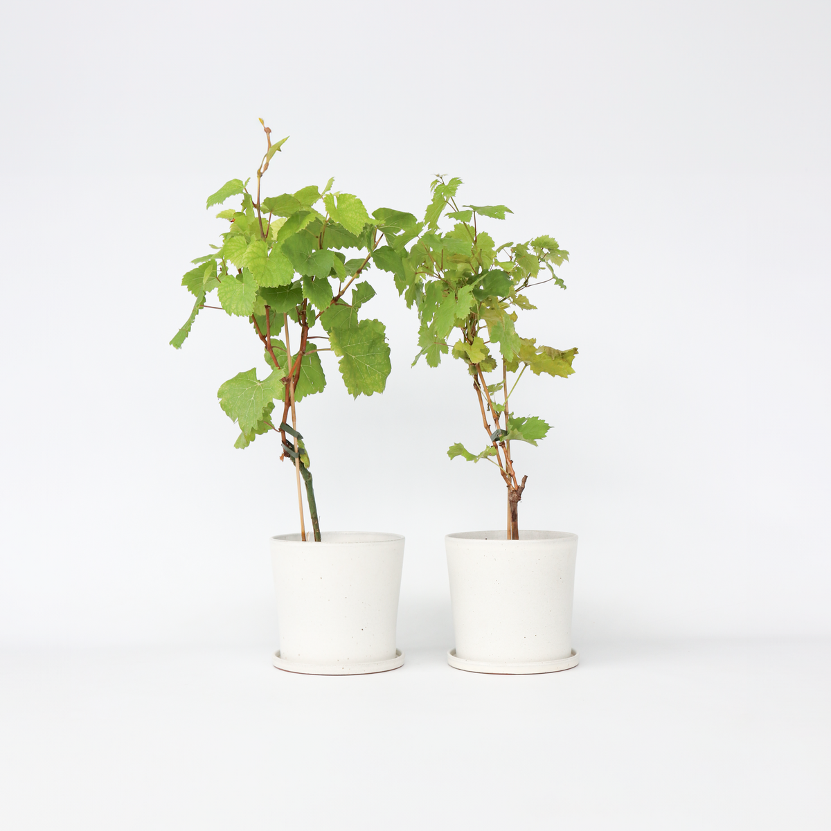 PLANT IN A BOX Vigne à raisin - Set de 2 - Vitis ‘Himrod', Vitis ‘Vanessa' - H60-75cm - ⌀21cm