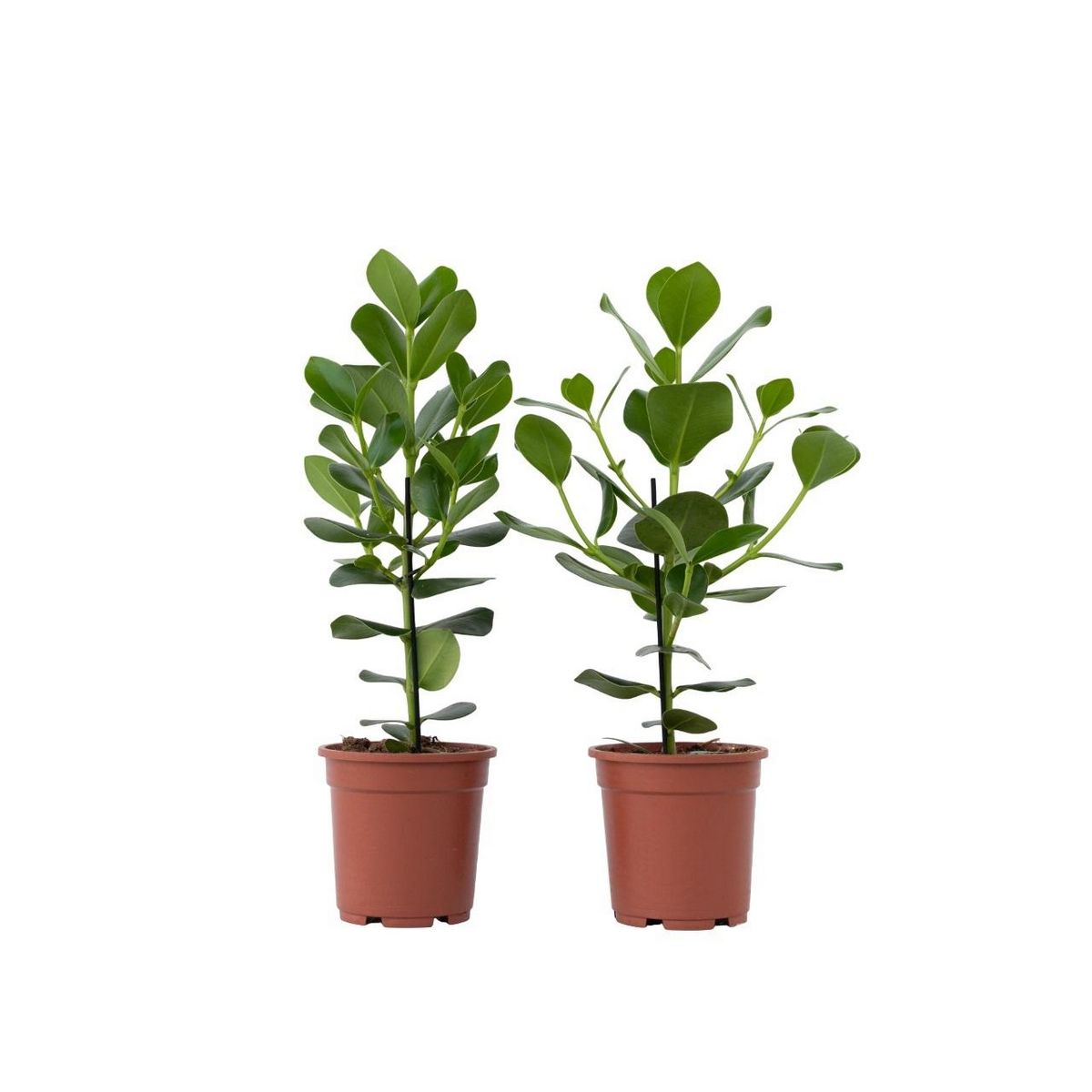PLANT IN A BOX Pommier baumier - Set de 2 - Clusia rosea 'Princess' - Hauteur 50-60cm - ⌀17cm