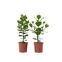Voir la diapositive 1 : PLANT IN A BOX Pommier baumier - Set de 2 - Clusia rosea 'Princess' - Hauteur 50-60cm - ⌀17cm