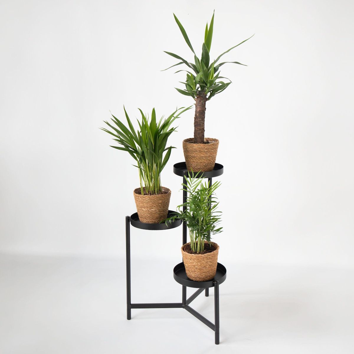 PLANT IN A BOX Lot de 3 mini palmiers avec paniers - Hauteur 25-40cm - ⌀12cm