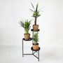 Voir la diapositive 4 : PLANT IN A BOX Lot de 3 mini palmiers avec paniers - Hauteur 25-40cm - ⌀12cm